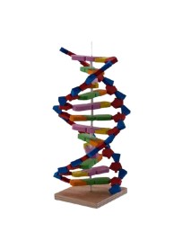 DNA Modeli Yapalım
