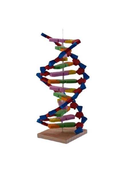 DNA Modeli Yapalım